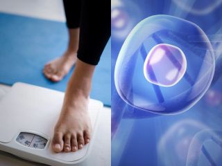 سلول‌های چربی حافظه چاقی دارند؛ دلیل چاقی مجدد شاید همین است