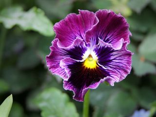 فال روز سه‌شنبه ۱۰ جون - ۲۰ خرداد