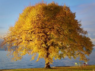 فال روز چهارشنبه ۱۱ جون - ۲۱ خرداد