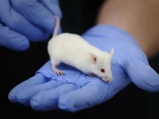 آیا به‌زودی مردان هم می‌توانند بچه‌دار شوند؟