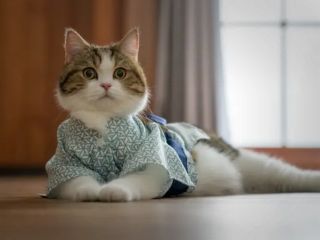 حیوانات خانگی سیستم ایمنی بدن انسان را تقویت می‌کنند