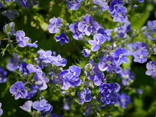 فال روز جمعه ۱۳ جون - ۲۳ خرداد