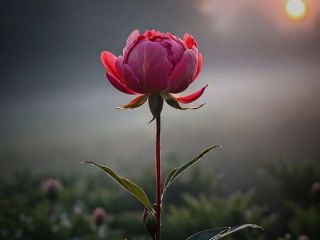 فال روز دوشنبه ۱۶ جون - ۲۶ خرداد