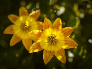 فال روز جمعه ۲۰ جون - ۳۰ خرداد