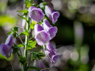 فال روز سه‌شنبه ۲۴ جون - ۳ تیر