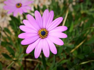 فال روز پنجشنبه ۲۶ جون - ۵ تیر