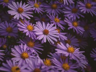 فال روز شنبه ۲۸ جون - ۷ تیر