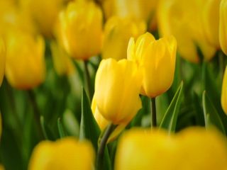 فال روز چهارشنبه ۲ جولای - ۱۱ تیر