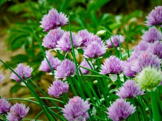 فال روز پنجشنبه ۳ جولای - ۱۲ تیر