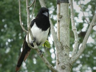 فال روز شنبه ۵ جولای - ۱۴ تیر