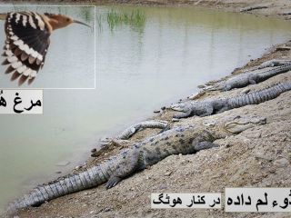 شکار «گاندو» ایرانی توسط «شیر یهودا» اسرائیلی