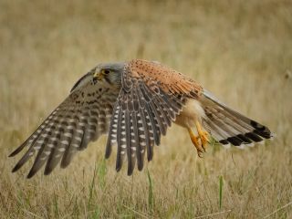 فال روز چهارشنبه ۹ جولای - ۱۸ تیر