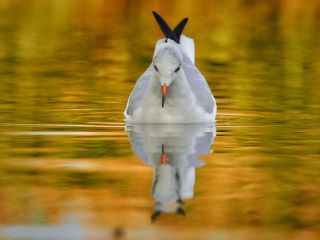 فال روز چهارشنبه ۱۶ جولای - ۲۵ تیر