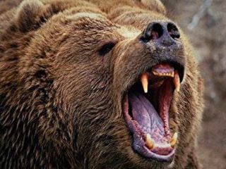 (ویدیو) نجات معجزه‌آسای مرد اردبیلی از چنگال خرس قهوه‌ای