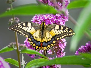 فال روز سه‌شنبه ۲۲ جولای - ۳۱ تیر