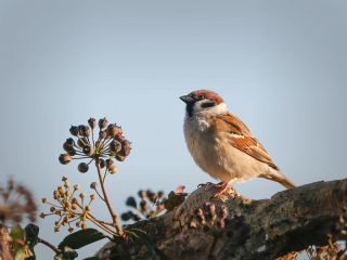 فال روز چهارشنبه ۲۳ جولای - ۱ امرداد