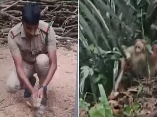 (ویدیو) معجزه در جنگل: احیای قلب بچه‌میمون برق‌گرفته توسط مأمور جنگل