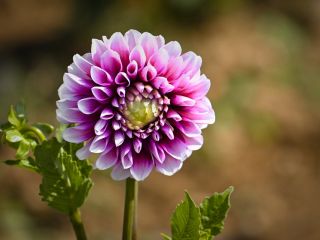 فال روز پنجشنبه ۲۴ جولای - ۲ امرداد