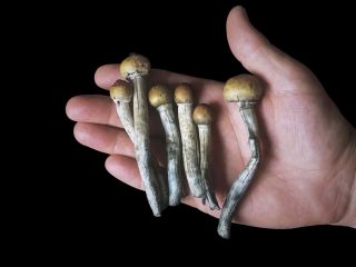 قارچ‌ جادویی می‌تواند طول عمر را افزایش دهد