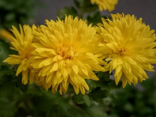 فال روز جمعه ۲۵ جولای - ۳ امرداد