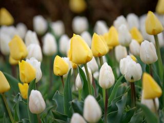 فال روز شنبه ۲۶ جولای - ۴ امرداد