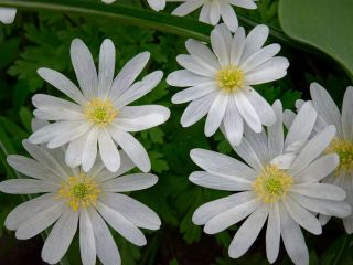 فال روز یکشنبه ۲۷ جولای - ۵ امرداد