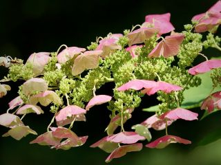 فال روز پنجشنبه ۳۱ جولای - ۹ امرداد