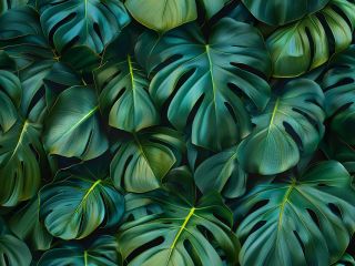 فال روز جمعه ۱ آگوست - ۱۰ امرداد