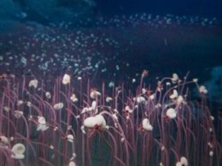 «جمع بزرگی» از موجودات عجیب و غریب زنده برای اولین‌بار در عمق بیش از ۹ کیلومتری اقیانوس دیده شدند