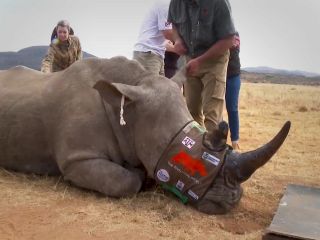 (ویدیو) کرگدن‌ها مسلح به فناوری هسته‌ای؛ این بار قاچاق شاخ غیرممکن است