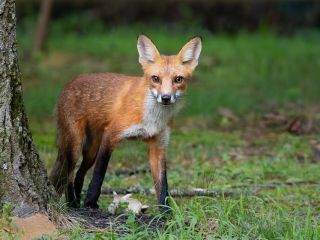 فال روز یکشنبه ۳ آگوست - ۱۲ امرداد