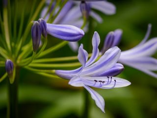 فال روز پنجشنبه ۷ آگوست - ۱۶ امرداد