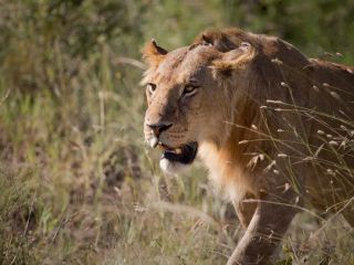 درخواست جنجالی باغ‌وحش دانمارکی: حیوانات خانگی «ناخواسته» را برای خوراک درندگان اهدا کنید