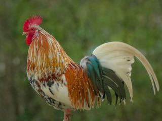 شهرت جهانی یک خروس فوتبال‌دوست در مدرسه‌ای کوچک در فرانسه؛ چگونه «کاکائوئِت» دل میلیون‌ها نفر را برد