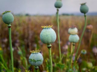 احتمال بازگشت کشت قانونی خشخاش در ایران؛ «به ۶۰۰ تن تریاک دارویی نیاز است»