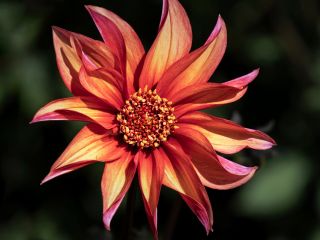 فال روز دوشنبه ۱۱ آگوست - ۲۰ امرداد