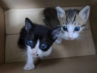 تحقیق بی‌بی‌سی؛ گربه‌های برق‌گرفته، غرق‌شده و از گرسنگی مرده در گروه‌های آنلاین شکنجه حیوانات