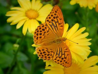 فال روز چهارشنبه ۱۳ آگوست - ۲۲ امرداد