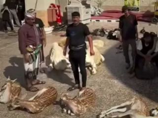 جنجال ذبح گوزن زرد برای زائران اربعین در عراق؛ حیوان در معرض انقراض قربانی شد؟