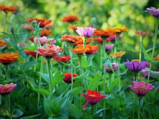 فال روز چهارشنبه ۲۰ آگوست - ۲۹ امرداد