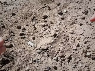 کشف گونه جدید از دودمان تکاملی انسان در اتیوپی