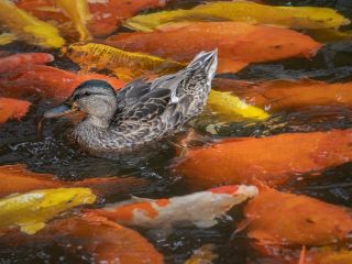فال روز شنبه ۲۳ آگوست - ۱ شهریور