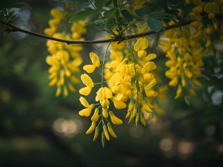 فال روز پنجشنبه ۲۸ آگوست - ۶ شهریور