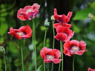 فال روز شنبه ۳۰ آگوست - ۸ شهریور