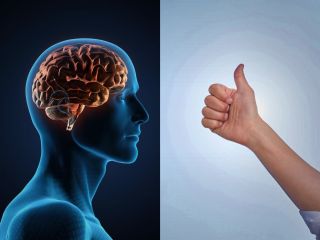 دانشمندان بین شست بلندتر و اندازه مغز ارتباط پیدا کردند