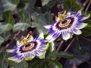 فال روز دوشنبه ۱ سپتامبر - ۱۰ شهریور