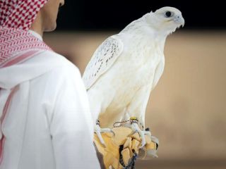 تصاویری از حراج یک شاهین کمیاب سفید در عربستان سعودی به قیمت ۳۳  میلیارد تومان
