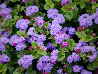 فال روز چهارشنبه ۲۴ سپتامبر - ۲ مهر