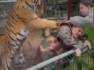 ببینید؛ لحظه وحشتناک حمله ببر به دامپزشک؛ بازیگوشی یا خوی وحشی؟