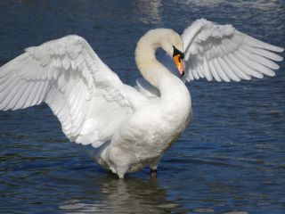 فال روز شنبه ۶ سپتامبر - ۱۵ شهریور